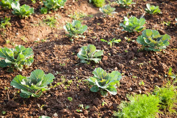 野菜畑で野菜 — ストック写真