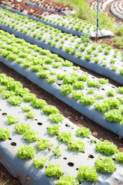 sebze tarım alanında