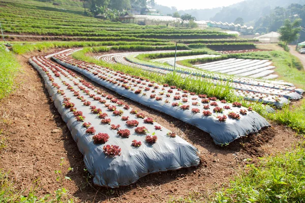 Овочеве поле в сільському господарстві — стокове фото