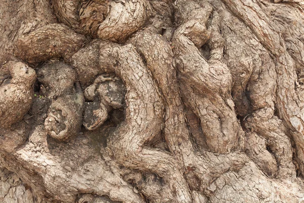 Roots of an old tree — Stock Photo, Image