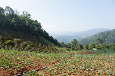 dağlarda tarım alanları