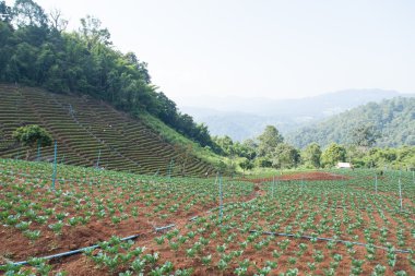 dağlarda tarım alanları