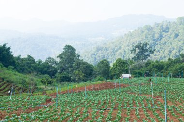 dağlarda tarım alanları
