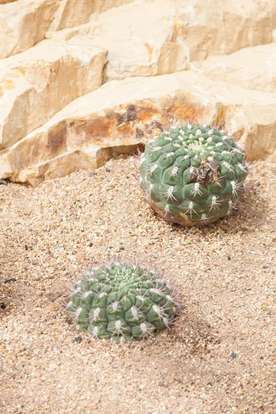 Cactus — Stock Photo, Image