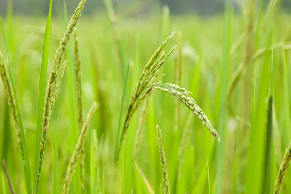 Riz dans la rizière — Photo