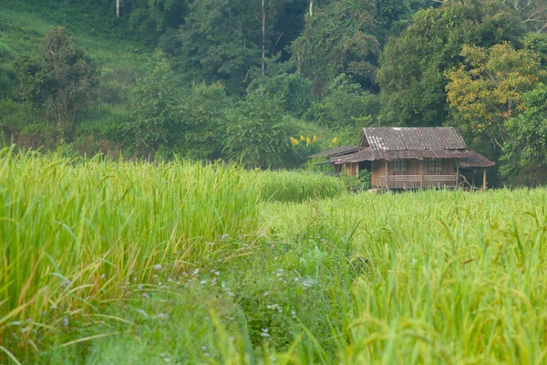 Rice fields have a house on a hill. — Stock Photo, Image