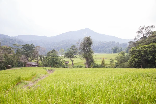 Rice fields — Stockfoto