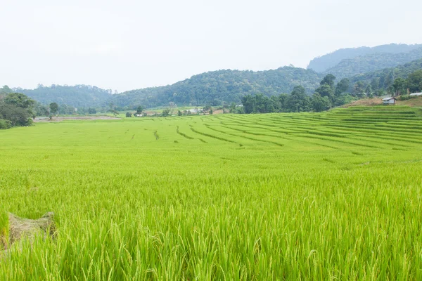 Ryżu pola — Zdjęcie stockowe