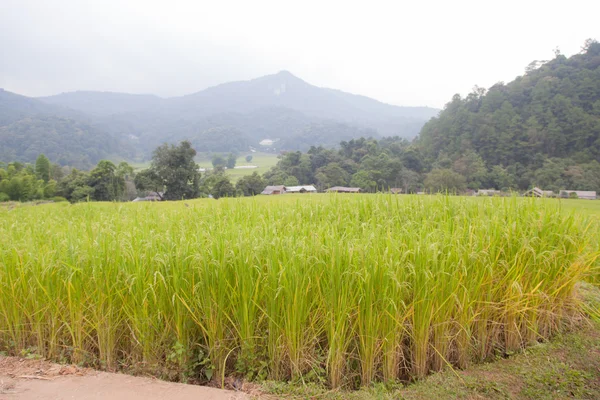 Rice fields — Stockfoto