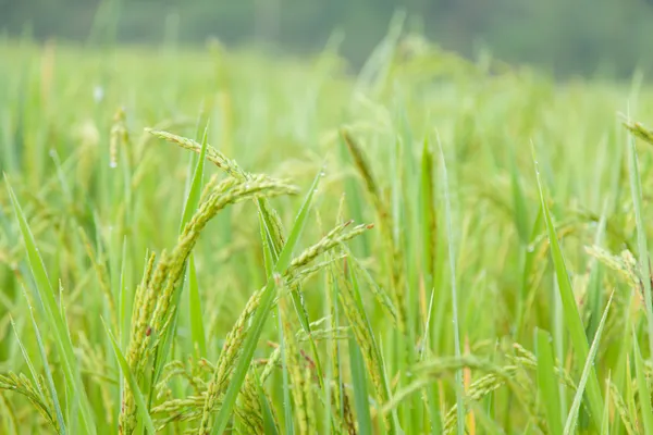 Arroz — Fotografia de Stock