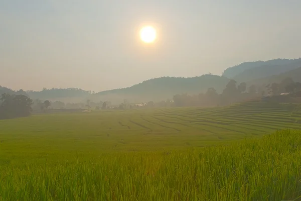 Rice field on mountain. — Stock Photo, Image