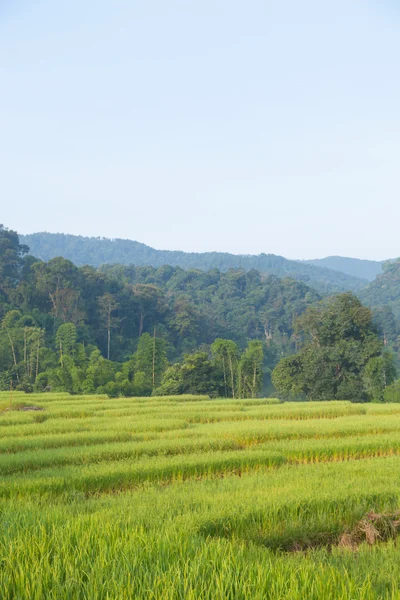 Rijst veld op berg. — Stockfoto