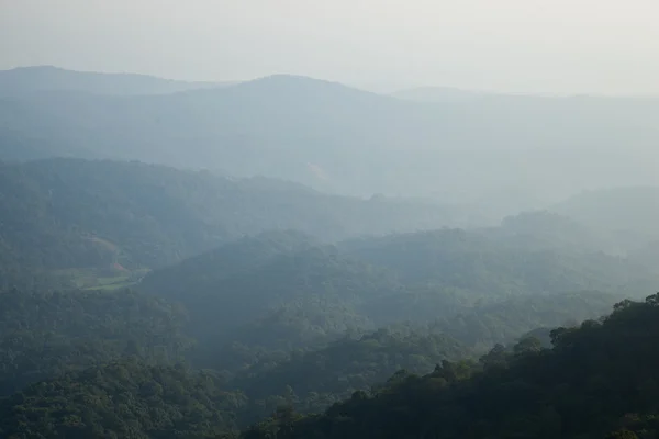 Bosque de montaña —  Fotos de Stock