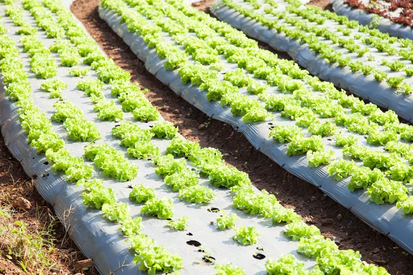 Légumes plantés dans les parcelles — Stockfoto