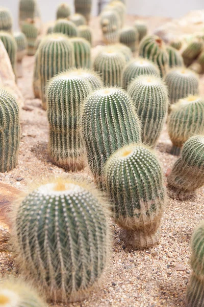 Cactus — Stock Photo, Image