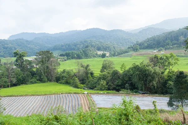 Agricultural areas in the mountains — Stock Photo, Image