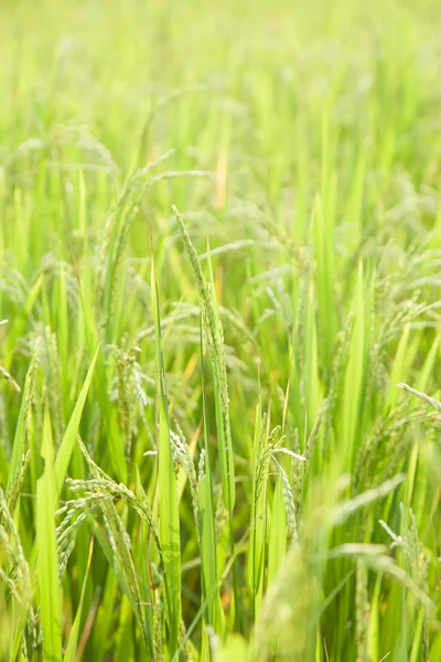 Arroz em campo de arroz — Fotografia de Stock