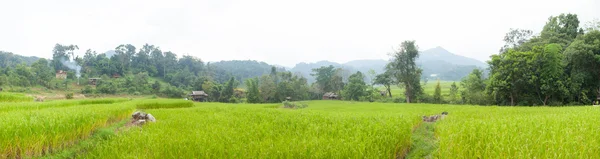 Panorama pola ryżu na górze. — Zdjęcie stockowe