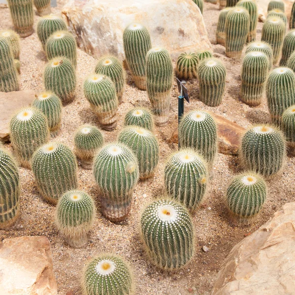 Cactus — Stock Photo, Image