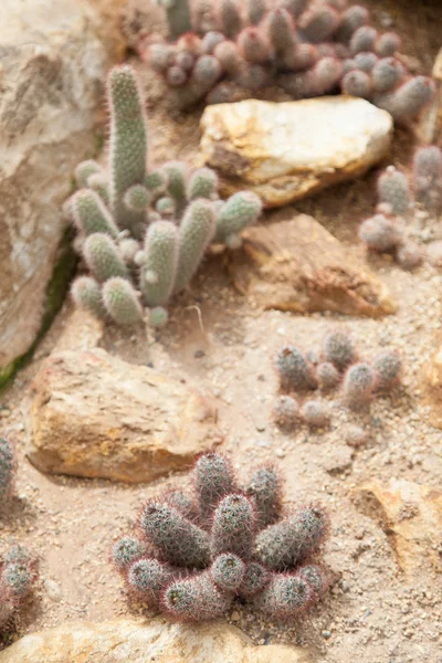 Cactus — Stock Photo, Image