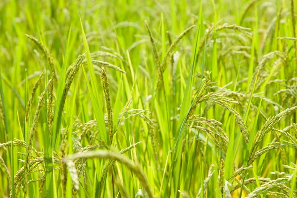 Arroz em campo de arroz — Fotografia de Stock