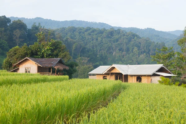 Huis-en rijstvelden — Stockfoto