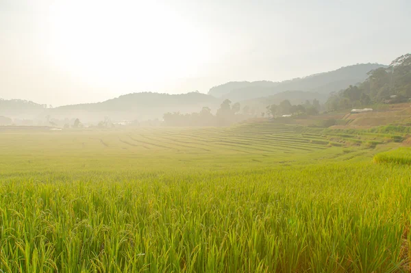 Campo de arroz na montanha . — Fotografia de Stock