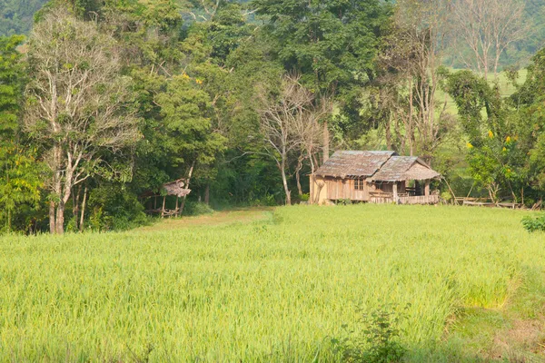 Câmpuri de casă și orez — Fotografie, imagine de stoc