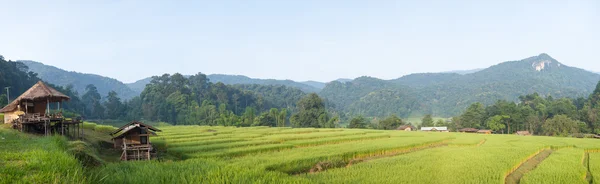 全景稻田山上. — 图库照片