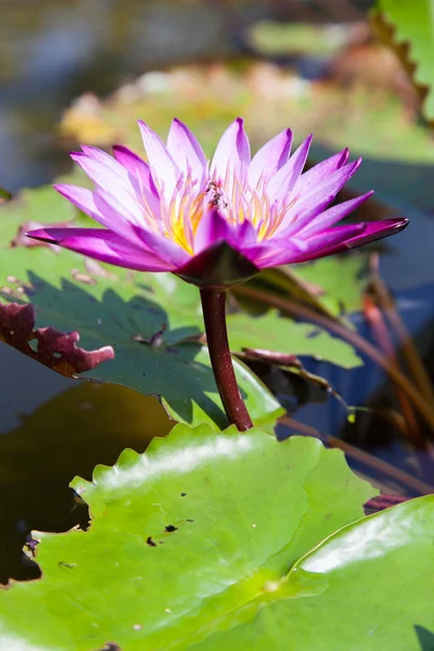 Lotus - Stock-foto