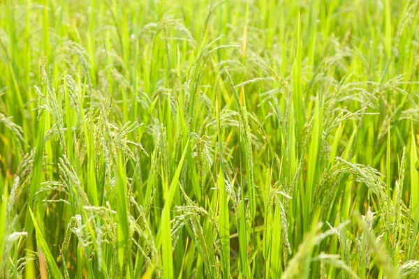 水稻在稻田里 — 图库照片