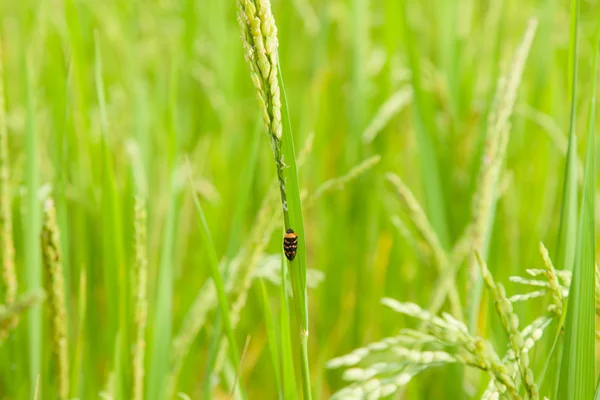 Insect perched on rice. — Stock Photo, Image