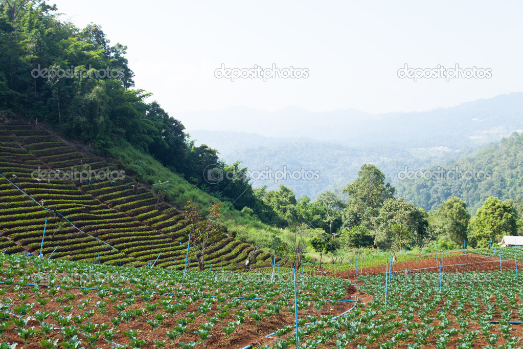 Agricultural areas in the mountains