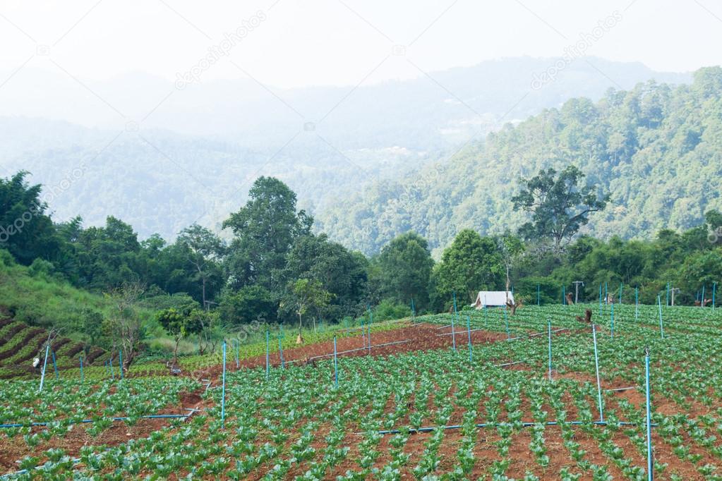 Agricultural areas in the mountains