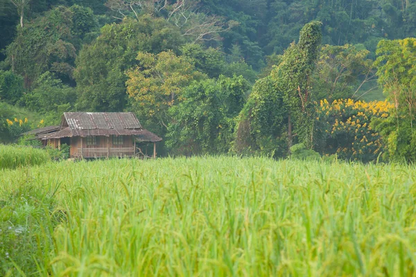 Rice fields have a house on a hill. — Stock Photo, Image
