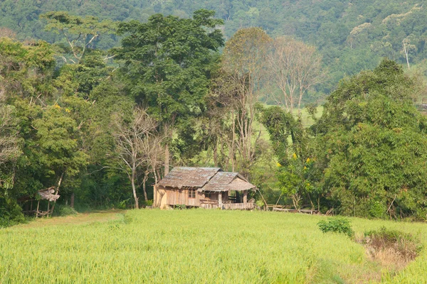 House and rice fields — Stock Photo, Image