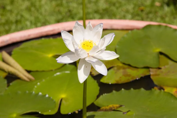 Lotus i dammen — Stockfoto