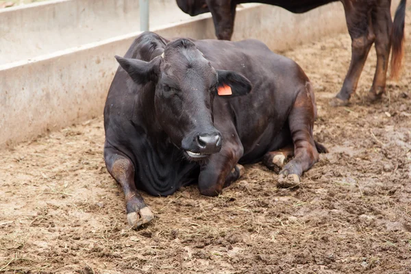 Bovini da carne — Foto Stock