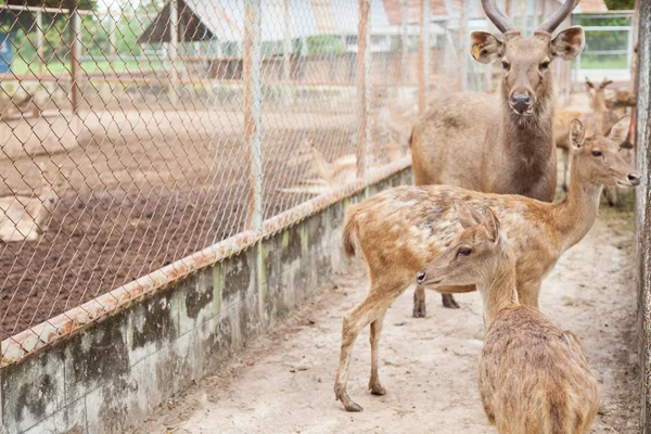 Manada de ciervos en una jaula — Foto de Stock