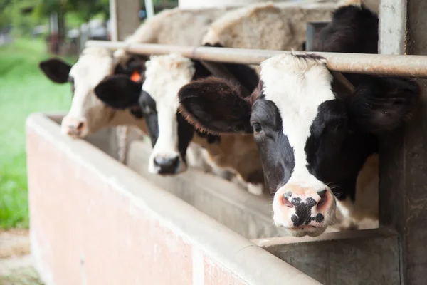 Dairy cattle — Stock Photo, Image