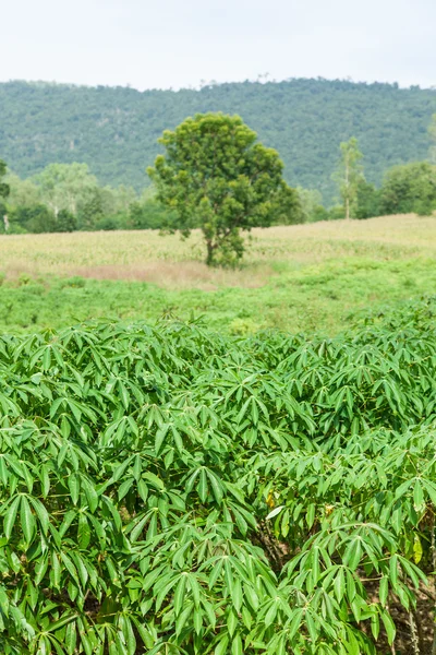 Áreas de cultivo de mandioca — Fotografia de Stock