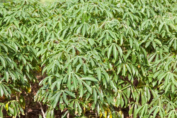 Maniok drzewo — Zdjęcie stockowe
