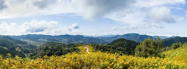 Panorama field of flowers and mountains — Stock Photo, Image