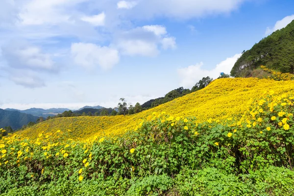 Blumenfeld auf dem Berg — Stockfoto