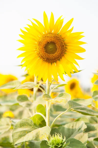 Girasol en un campo — Foto de Stock