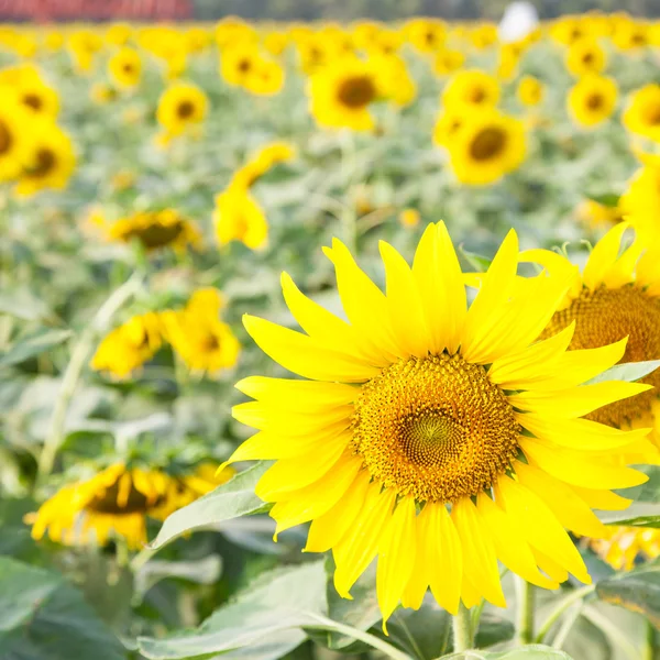 Sunflower in a field — Stock Photo, Image