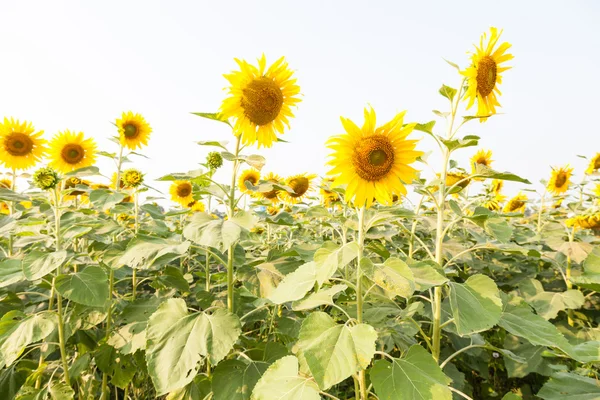Zonnebloem in een zonnebloem farm — Stockfoto