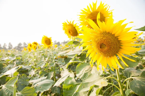 Sunflower in sunflower field