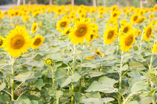 Sunflower in sunflower field