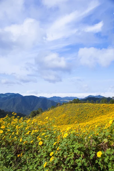 Цветы на холме — стоковое фото